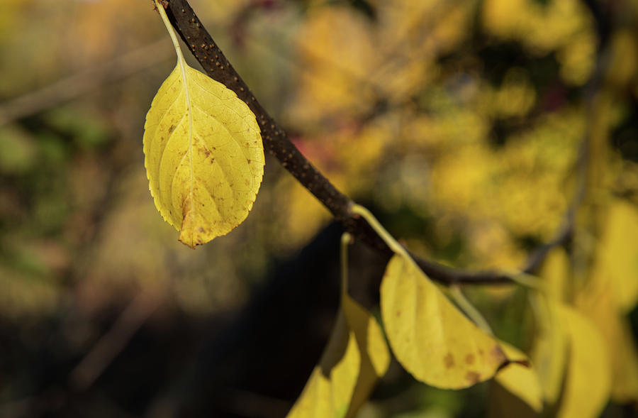 Yellow Leaves Photograph by Karol Livote
