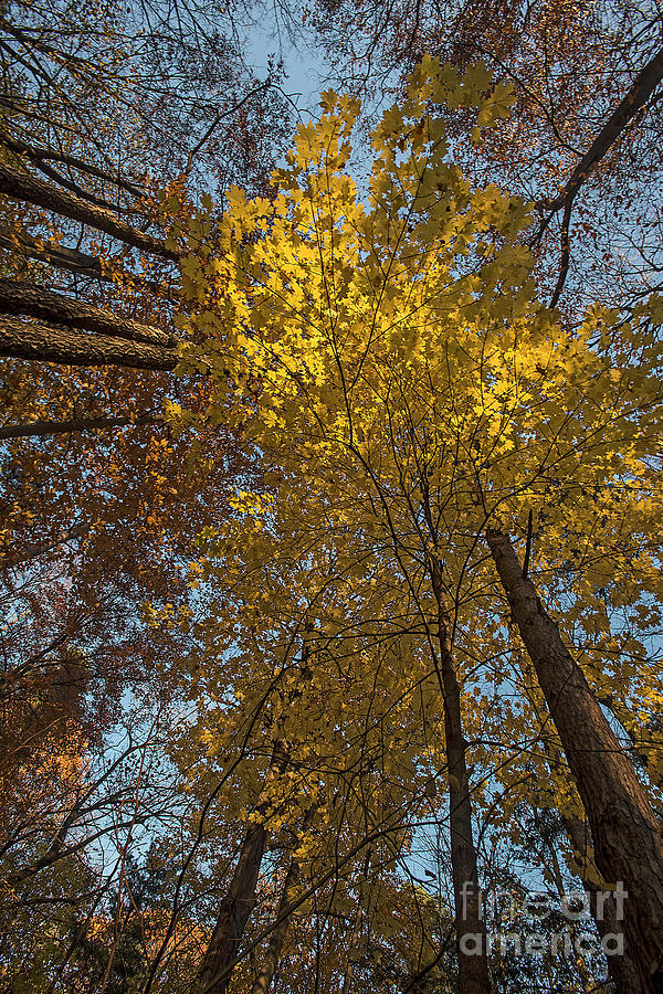 Yellow-leaves-maple-forest Photograph by Steve Somerville