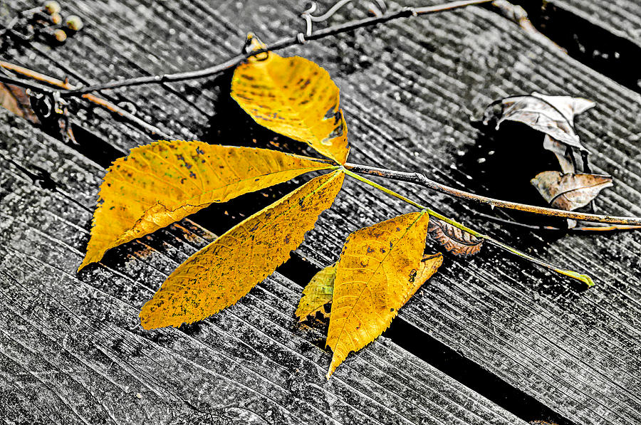 Yellow Leaves Photograph by Carol Senske