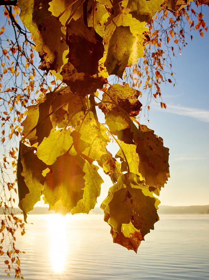 Yellow leaves of Aspen in the Morning Sun Photograph by Jouko Lehto