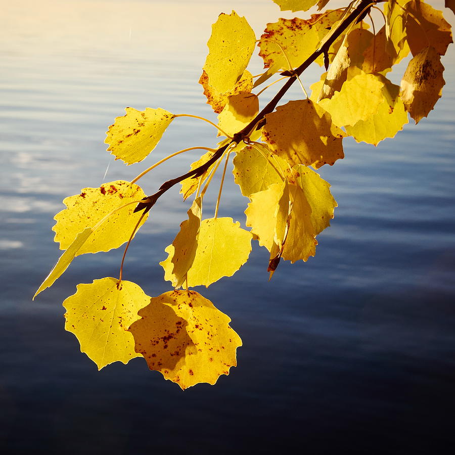 Yellow leaves of Aspen Photograph by Jouko Lehto