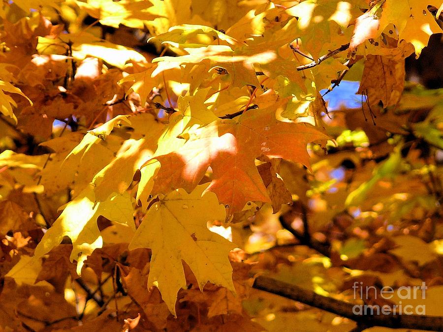 Yellow Leaves Of Autumn Photograph