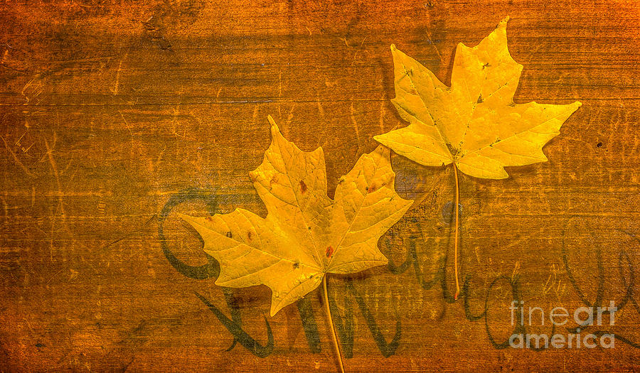 Yellow Leaves on Wood Still Life Photograph by Randy Steele