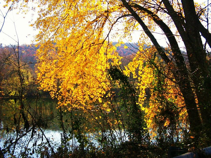 Yellow Leaves Over the Shenandoah Photograph by Joyce Kimble Smith