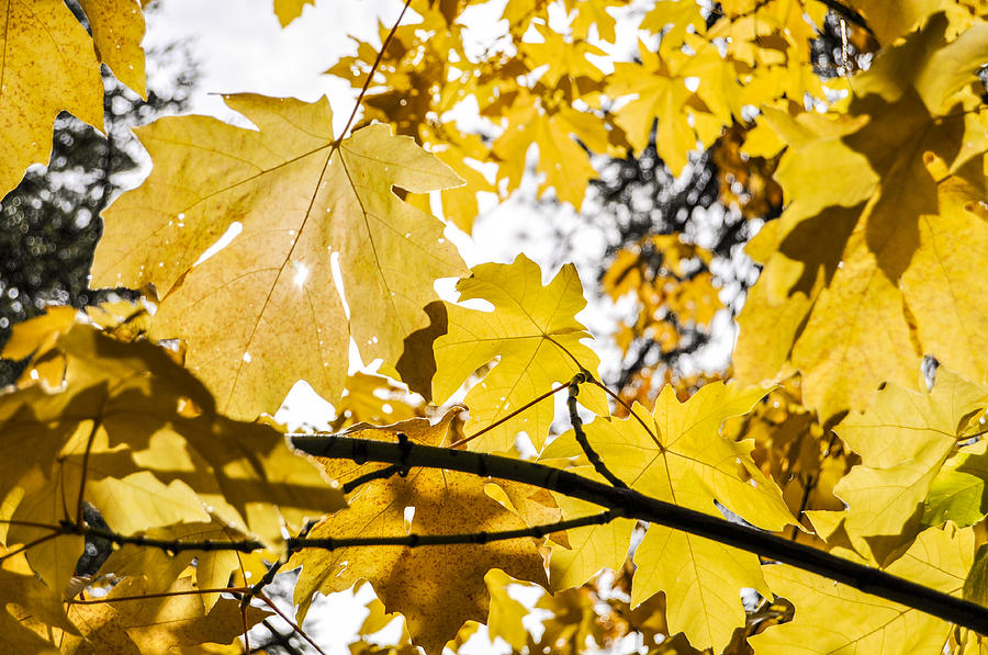 Yellow Leaves Photograph by Pelo Blanco Photo