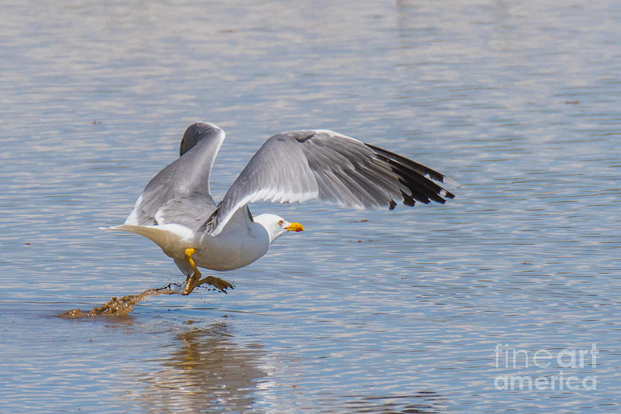Yellow legged gull Take off Photograph by Jivko Nakev
