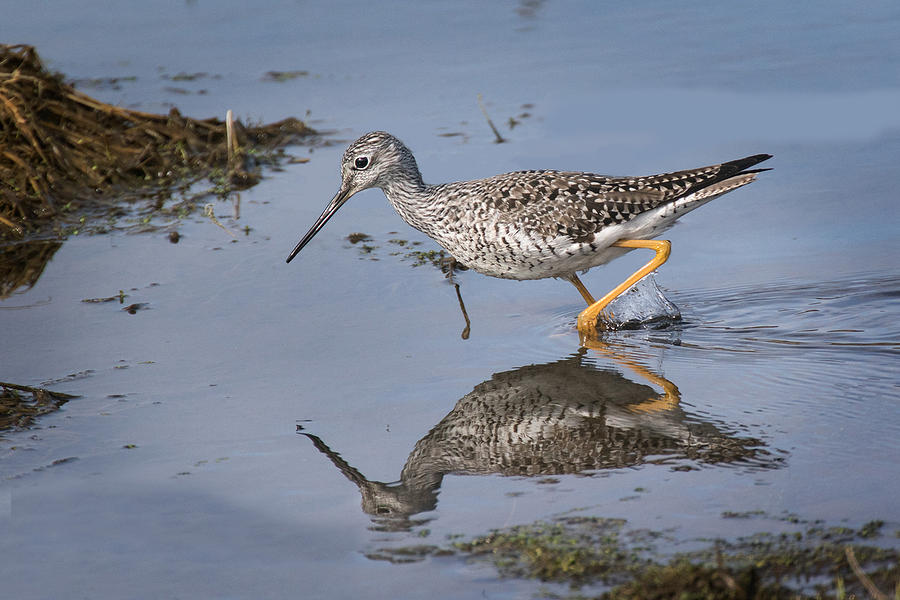 Yellow legs  Photograph by Don Anderson