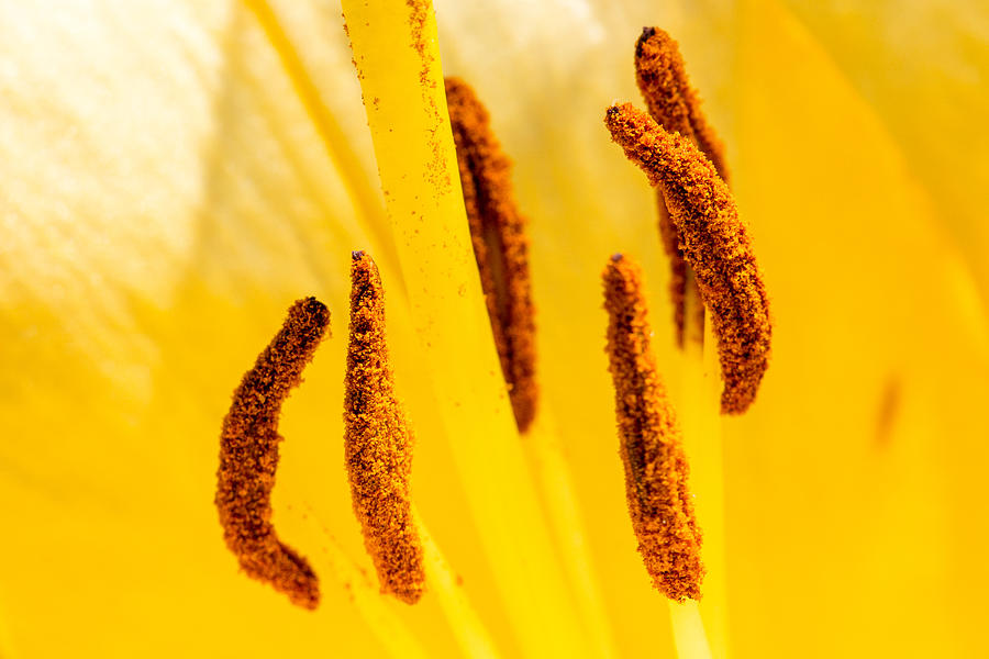 Yellow Lemon Lily Anthers Photograph by SR Green