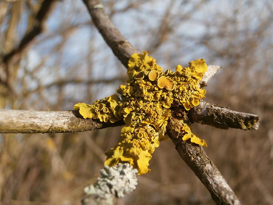 Yellow lichen Photograph by Miroslav Nemecek