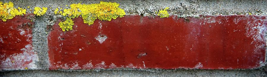 Yellow Lichen Red Brick Photograph by Jerry Sodorff