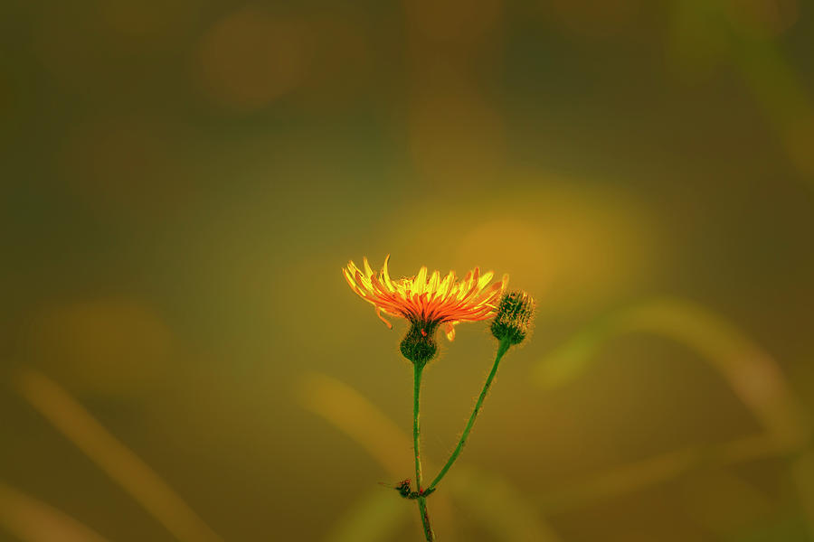 Flower Photograph - Yellow light #8  by Leif Sohlman