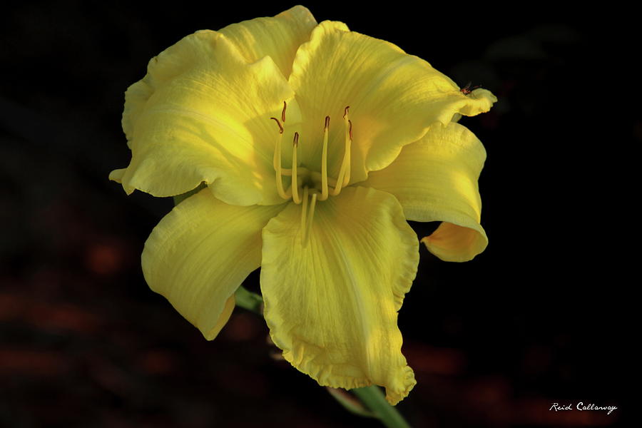 Yellow Light Day Lily Flower Art Photograph by Reid Callaway