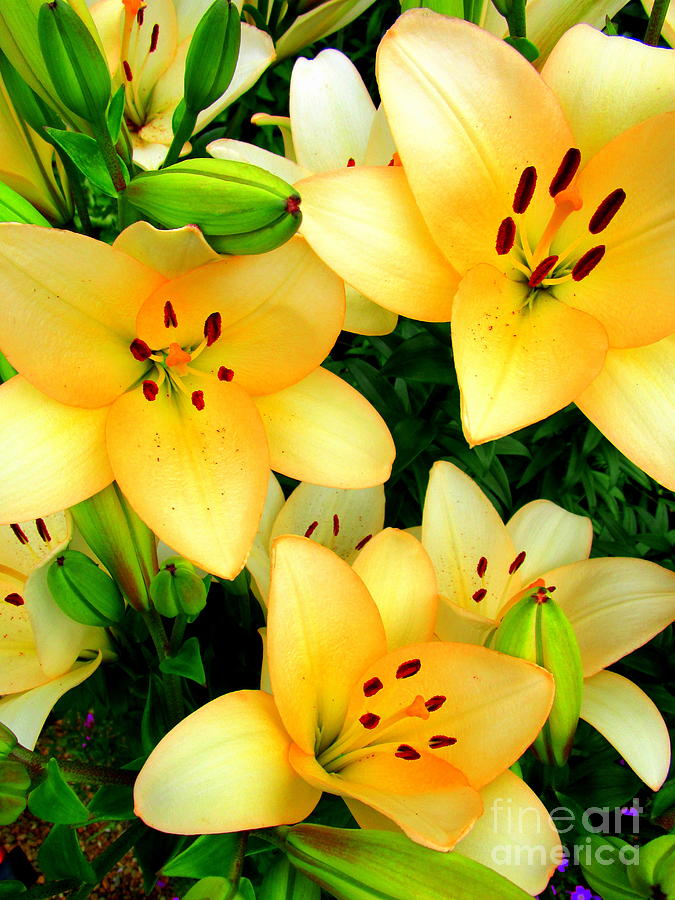 Yellow Lilies 3 Photograph by Randall Weidner