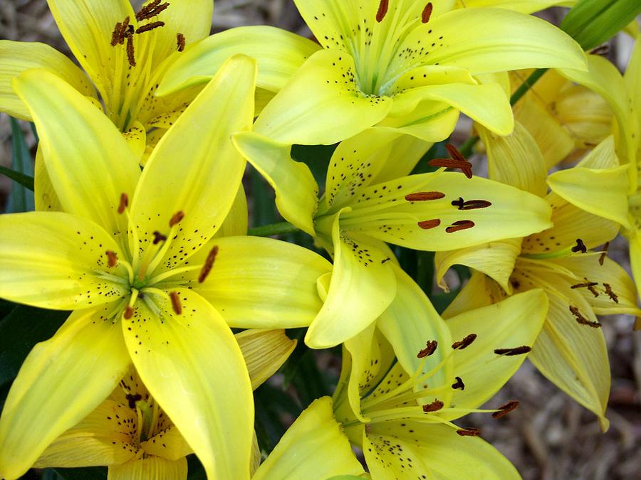 Yellow Lilies Photograph by Carol Sweetwood