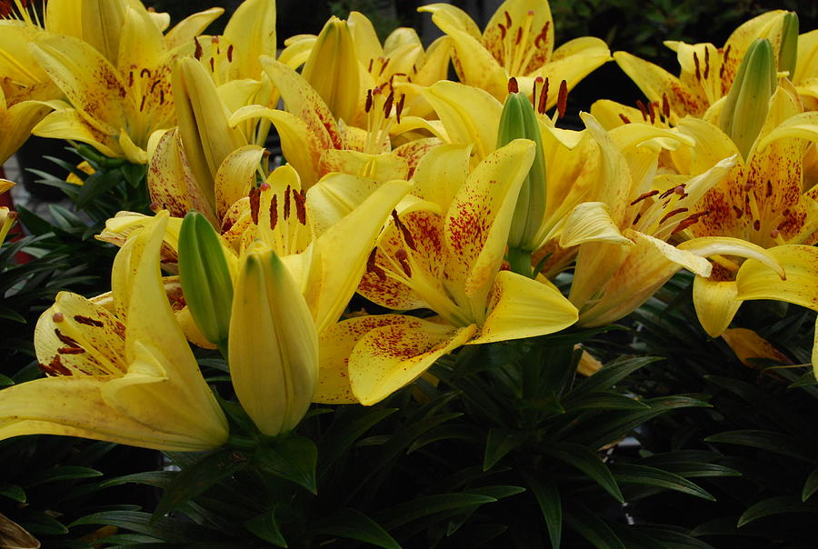 Yellow Lilies Photograph by Ee Photography