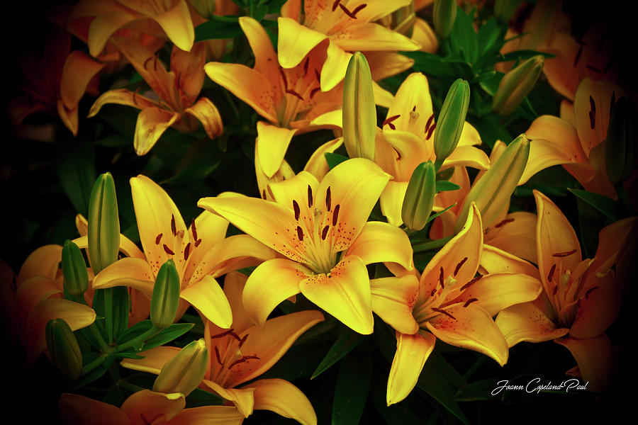 Yellow Lilies Photograph by Joann Copeland-Paul