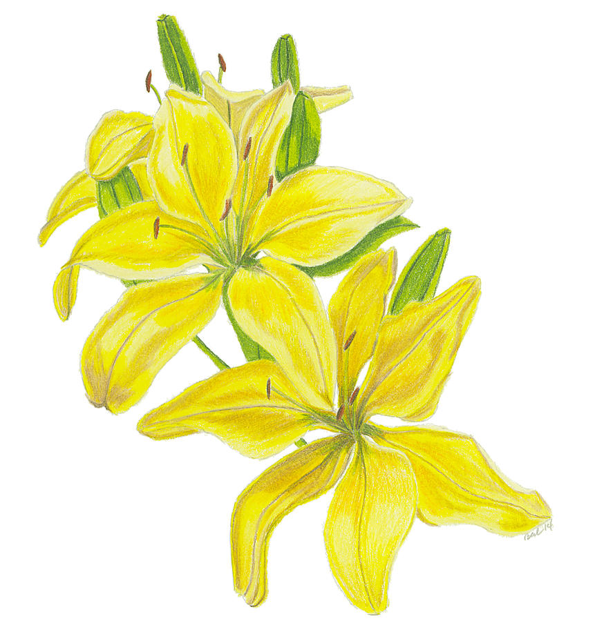 Yellow Lilies No 2 Drawing by Christina Beck Fine Art America