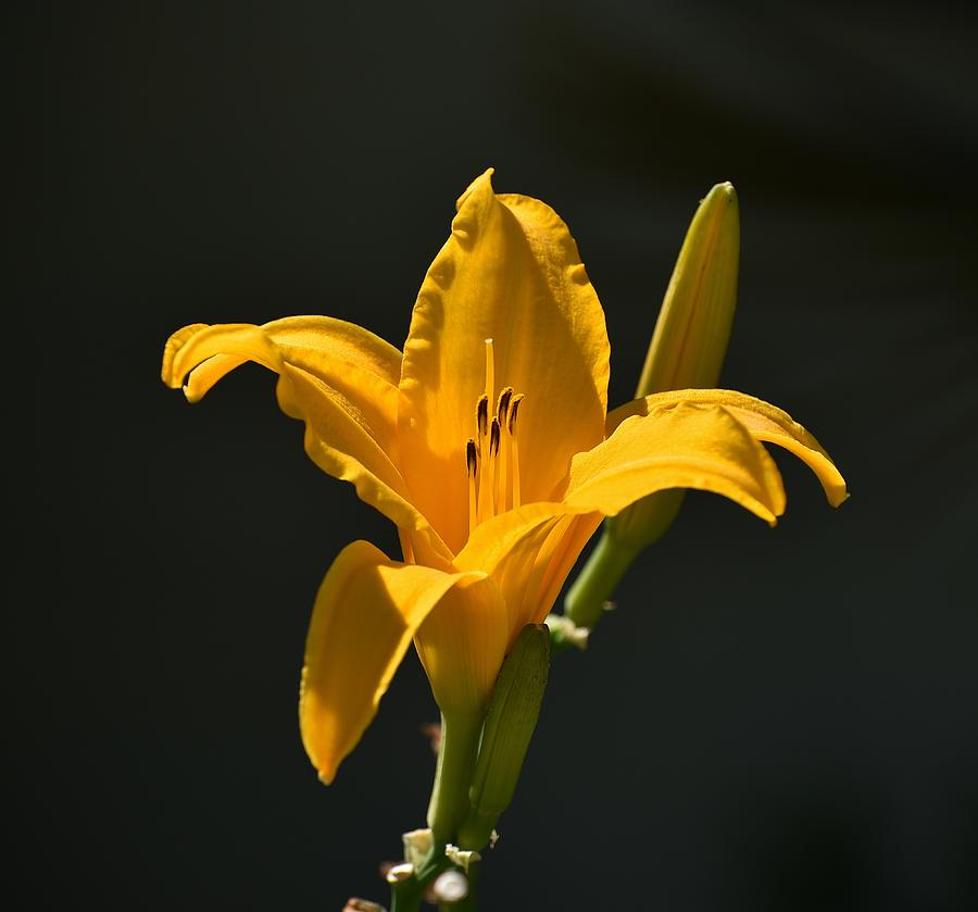 Yellow Lilies With Black Background Photograph