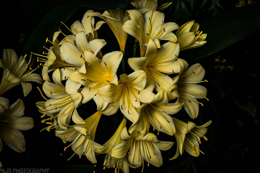 Flower Photograph - Yellow Lillies by AJS Photography