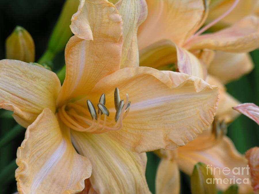 Yellow Lilly Photograph by Diane Lesser