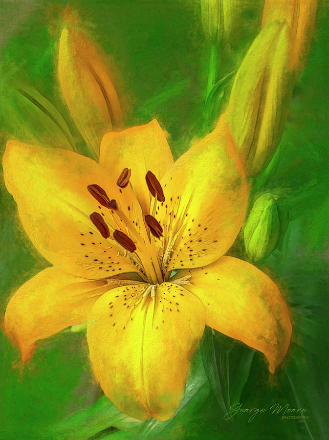 Yellow Lilly Photograph by George Moore