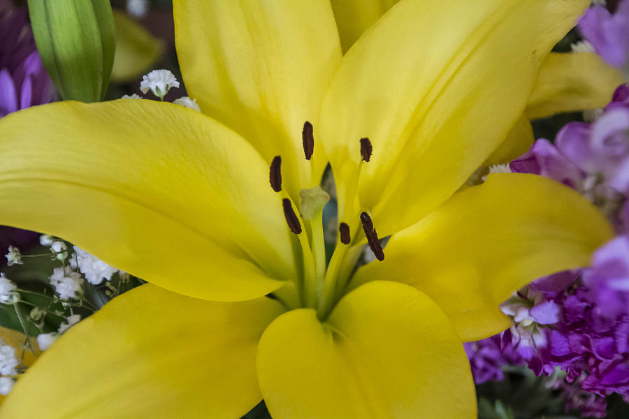 Yellow Lilly Photograph by Susan Jensen