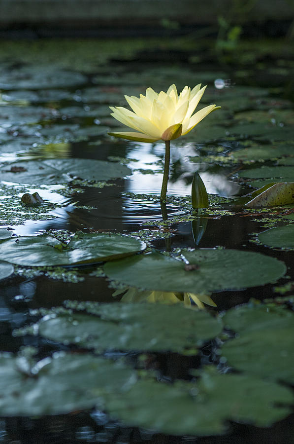 Yellow lilly tranquility Photograph by Brian Green
