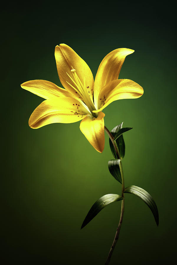 Yellow Lilly With Stem Photograph