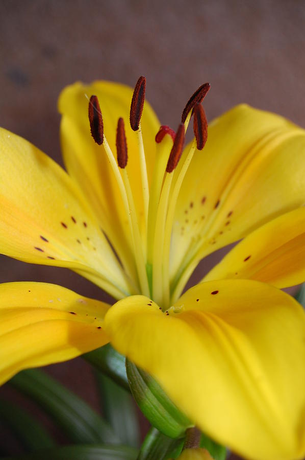 Yellow Lily 2 Photograph by Amy Fose