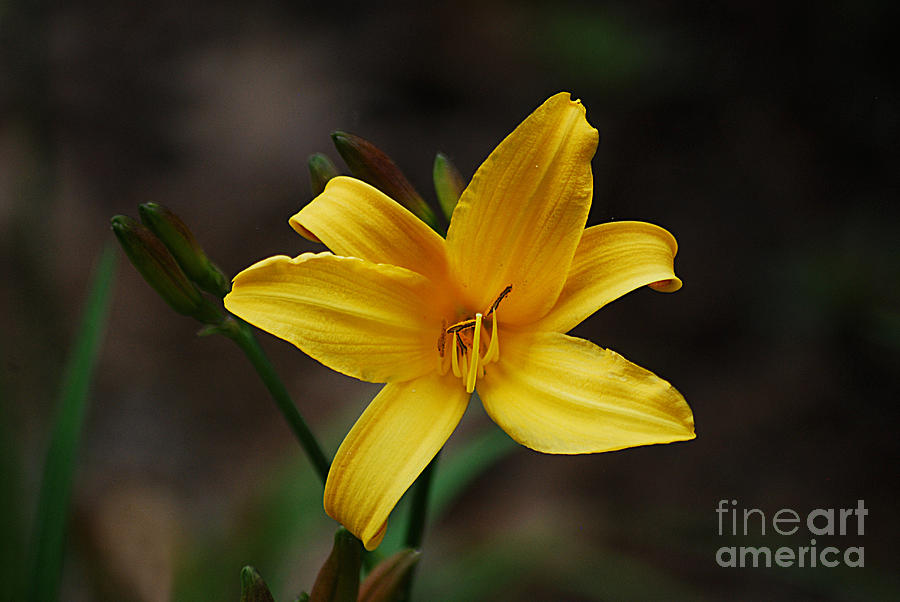 Yellow Lily 20130517_122 Photograph by Tina Hopkins
