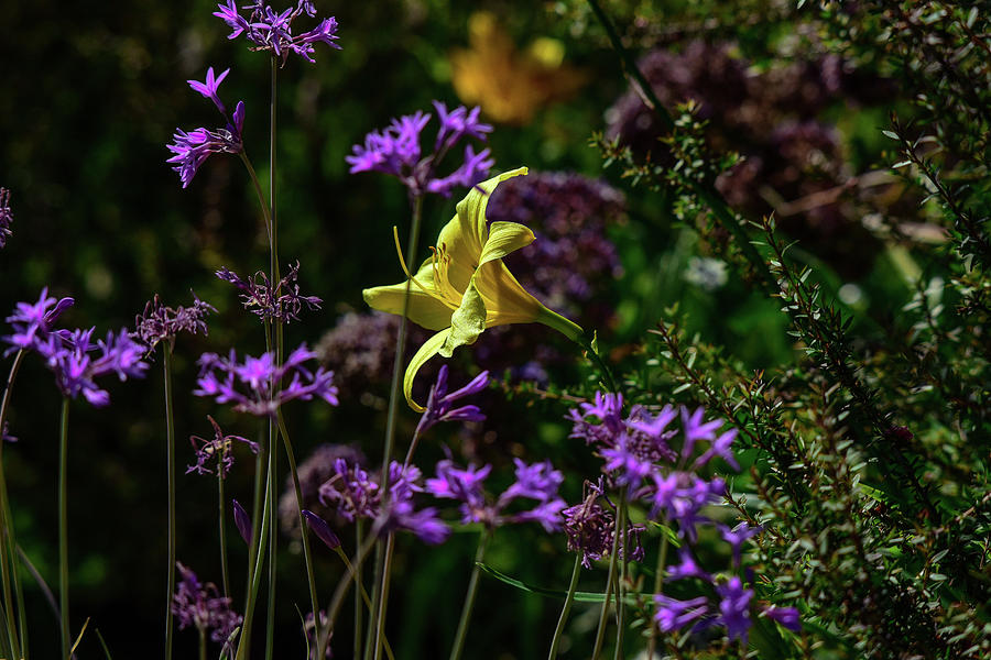 Yellow Lily Amongst Purple I Photograph by Linda Brody