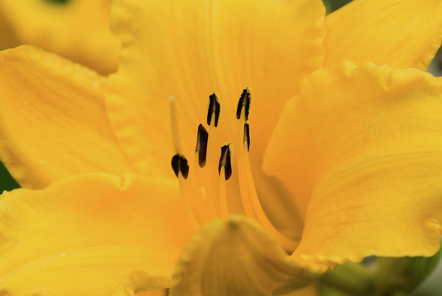 Lily Photograph - Yellow Lily by Betty LaRue