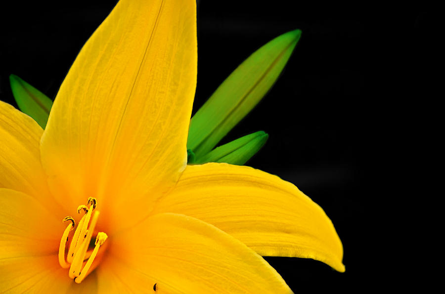 Yellow Lily Photograph