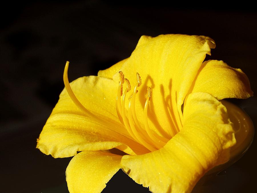 Yellow Lily Photograph by Carol Sweetwood
