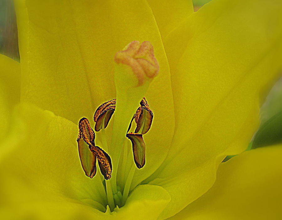Flower Digital Art - Yellow Lily Center by Bonita Brandt