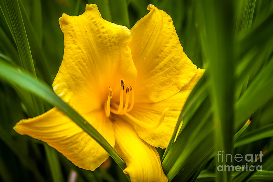 Yellow lily Photograph by Claudia M Photography