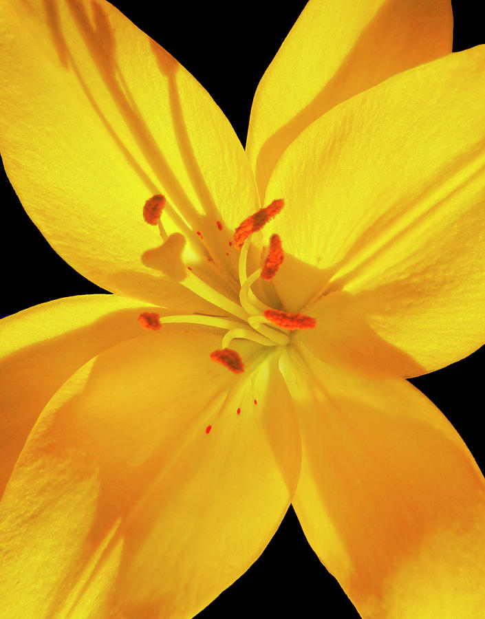 Yellow Lily Closeup Photograph by Johanna Hurmerinta