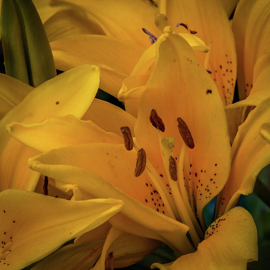 Yellow Lily Closeup Photograph by Paul Freidlund