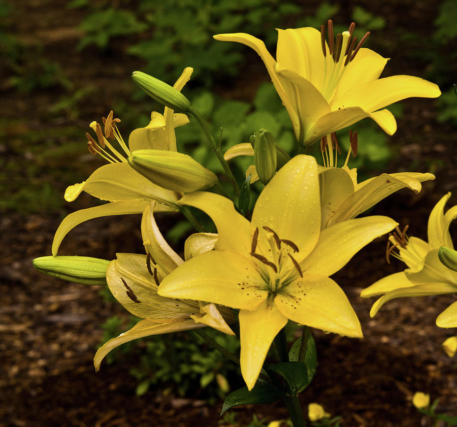 Yellow Lily Cluster Photograph by Douglas Barnett
