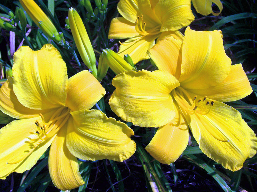 Yellow Lily Cluster Photograph by Patricia Clark Taylor - Fine Art America