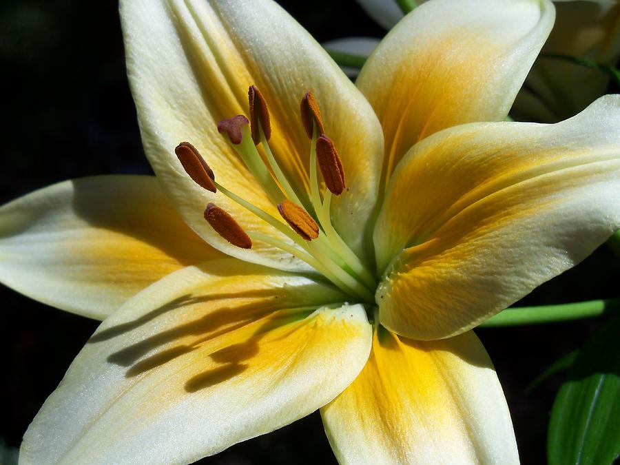 Yellow Lily Photograph by Corinne Elizabeth Cowherd