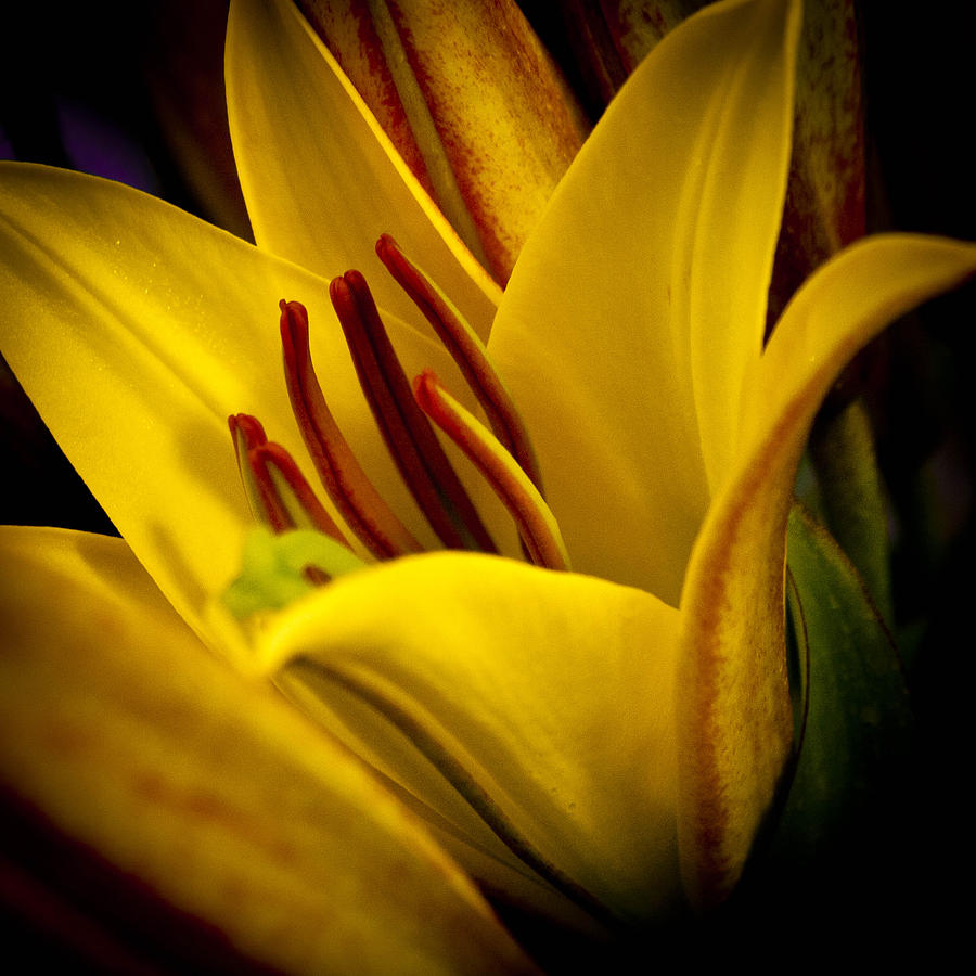 Yellow Lily Photograph by David Patterson