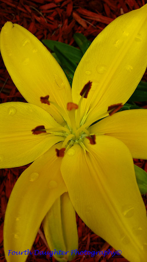 Yellow Lily Photograph by Diane Shirley