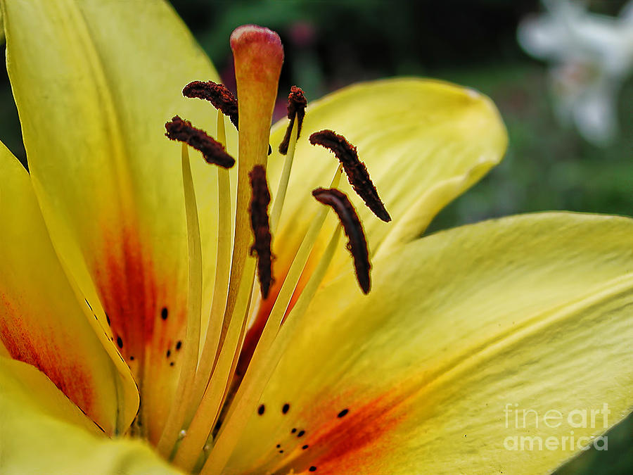 Yellow Lily Photograph by Edward Sobuta