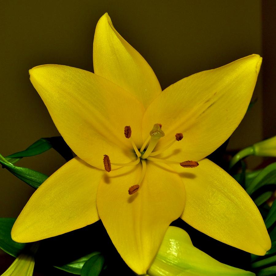 Yellow Lily Photograph by Eileen Brymer