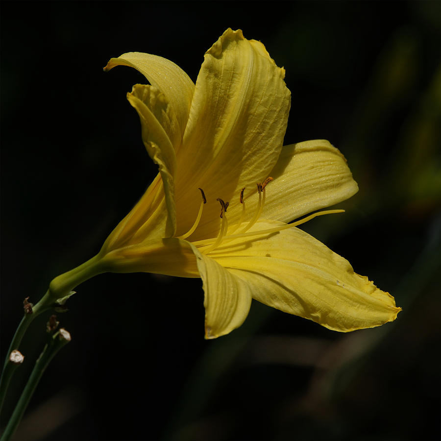 Yellow Lily Photograph by Ernest Echols
