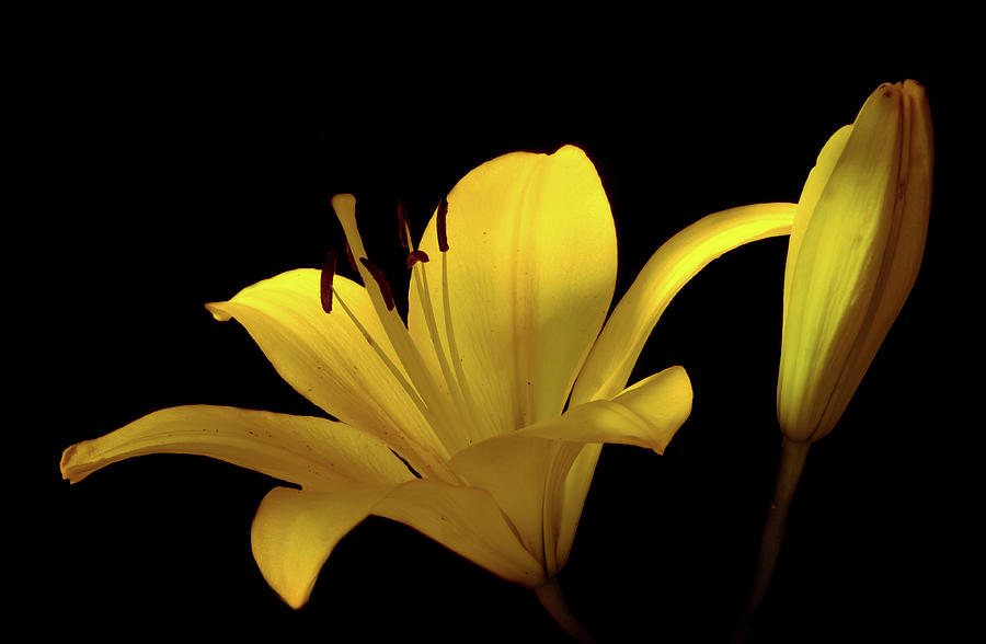 Yellow Lily flower Photograph by Lilia S