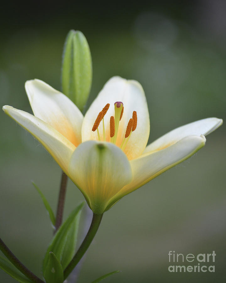 Yellow Lily  Photograph by Forest Floor Photography