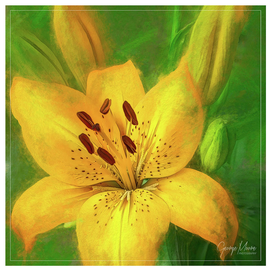 Yellow Lily Photograph by George Moore