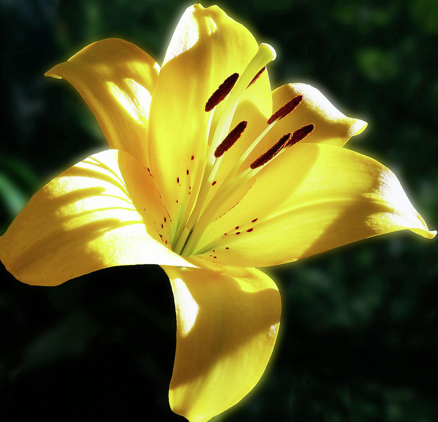 Yellow Lily In Sunlight Photograph by Johanna Hurmerinta